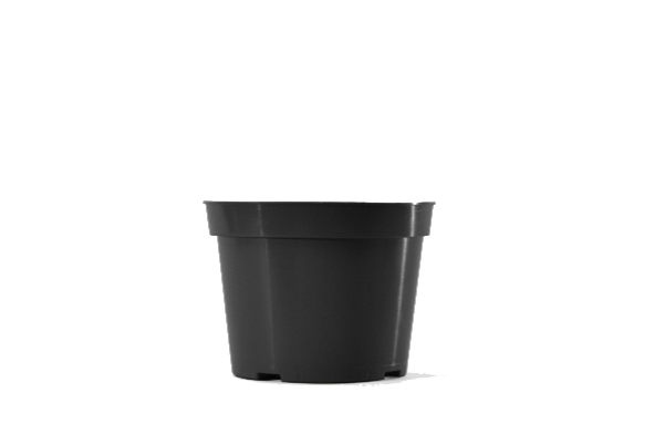 Azalea Pot 5 Inch Black - 400 per case - Azaleas